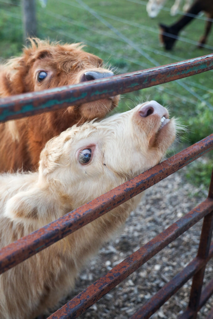 Two fluffy Highland calves resting their heads on a rusty metal gate at Udderly Ridiculous Farm Life in Oxford County, Ontario